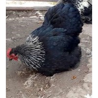 sliver birchen pekins 